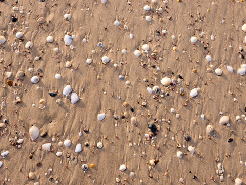 Shells, pebbles and water rivulets in brown beach sand