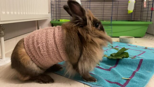 Ein zwergkaninchen nach einer Op mit Wundschutz.