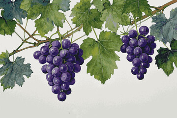 Cluster Canopy purple grapes tree isolated watercolor vector illustration svg