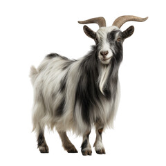 Fototapeta premium A detailed portrait of a black and white goat with horns isolated on transparent background