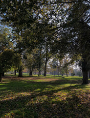 Naklejka premium Fall leaves in the park