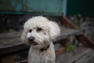 Fluffy Companions Enjoy Summer Breeze in the Countryside