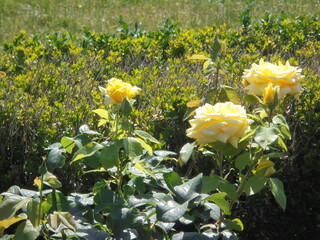 beautiful yellow roses in the garden