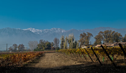 Vineyards with snow Andes mountains in Santiago, Chile.