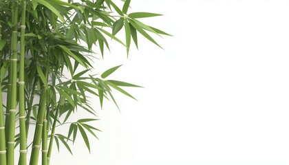 Fototapeta premium Vibrant Bamboo With Ample Space For Text. Lush Green Bamboo Background With Plenty Of Room For Adding Your Own Writing Or Graphics.