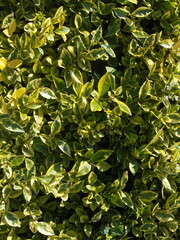 golden green leaves texture