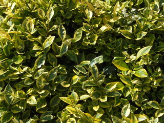 golden green leaves texture