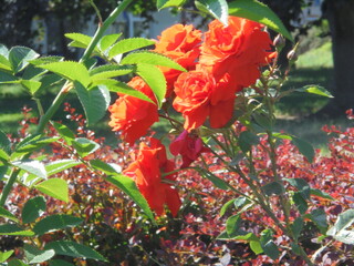 red roses in garden