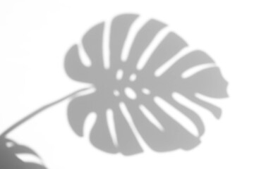 shadow overlay effects of realistic  monstera leaf shadow isolated on transparent background,shadow for photo presentation interior backdrop mockup,Summer sunlight and shadow