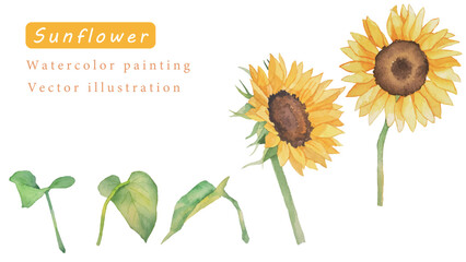 ひまわりの花のベクター素材水彩イラスト