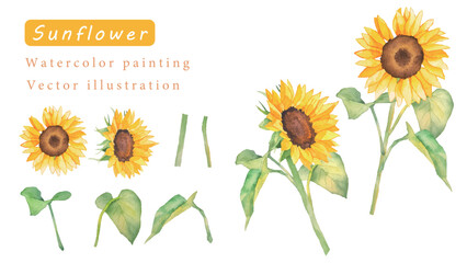 ひまわりの花のベクター素材水彩イラスト