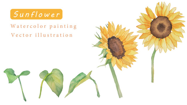 向日葵」の写真素材 | 2,196,370件の無料イラスト画像 | Adobe Stock