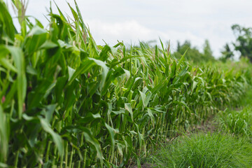 Cornfield green agriculture summer rural crop nature outdoor