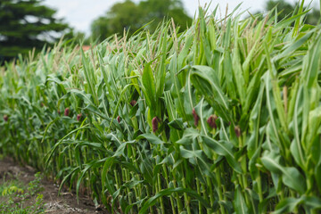 Green cornfield with tall stalks, tassels, and leaves under bright summer sky