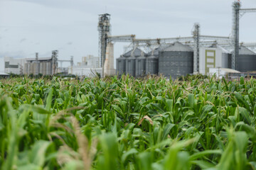 Corn field agriculture green industrial silos farming summer overcast sky