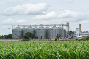 Large metal silos, cornfield, agriculture, storage facility, cloudy sky, rural landscape © JCreative