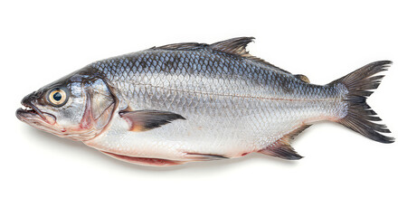 Naklejka premium Fresh whole fish isolated