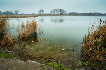 The shore of a frozen lake with reeds on a cloudy day