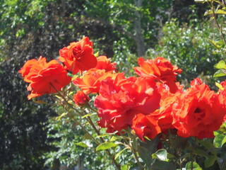 beautiful scarlet roses in the garden