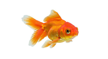 Goldfish portrait against white background