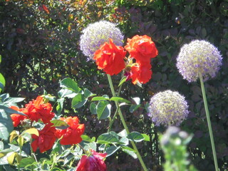beautiful scarlet roses and other plants