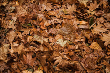 Brown and dried autumn leaves in a pile