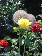 red and yellow roses