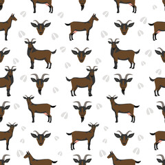 Obraz premium Alpine goat. Goat breeds infographic design. Animal farming flat graphic. Vector illustration