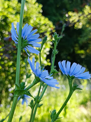 Close-up of a blue chicory flower (Cichorium intybus) in bloom with soft green bokeh background,...