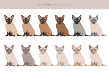 Siamese (Thai) Cat clipart. Modern type. All coat colors set.  All cat breeds characteristics infographic. Vector illustration