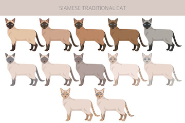 Siamese (Thai) Cat clipart. Traditional (classic) type. All coat colors set.  All cat breeds characteristics infographic. Vector illustration