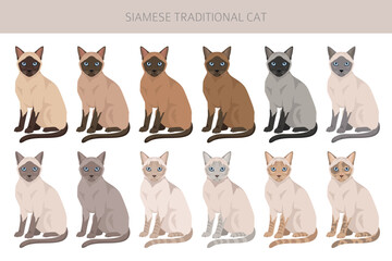 Siamese (Thai) Cat clipart. Traditional (classic) type. All coat colors set.  All cat breeds characteristics infographic. Vector illustration