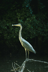 Un héron cendré, perché sur une branche au dessus de l'eau