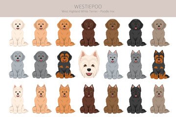 Westiepoo clipart. West Highland White Terrier Poodle mix. Different coat colors set. Vector illustration