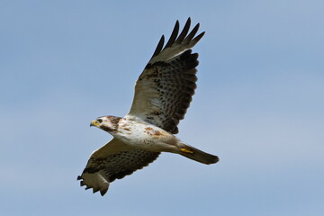 Mäusebussard  im Flug bei der Jagd im Hochsommer	