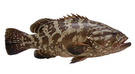 Spotted fish profile view
