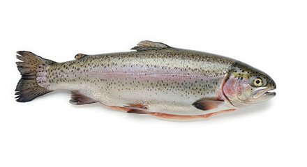 Whole rainbow trout studio shot