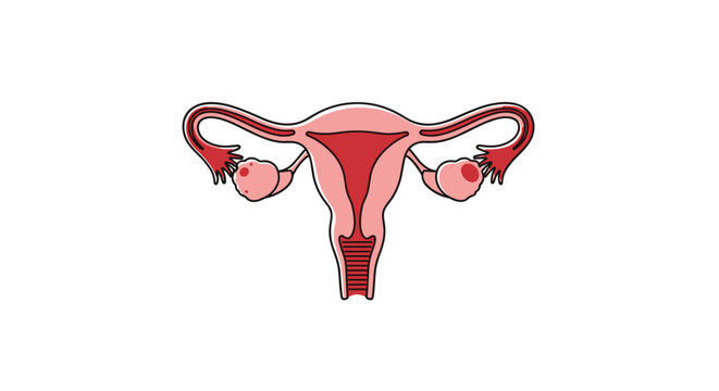 Understanding the female reproductive system anatomy and its vital functions for health