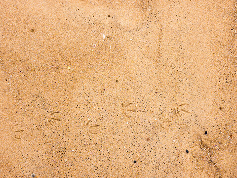 Bird footprints and subtle patterns in beach sand