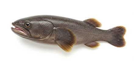 Obraz premium Freshwater fish isolated on white background