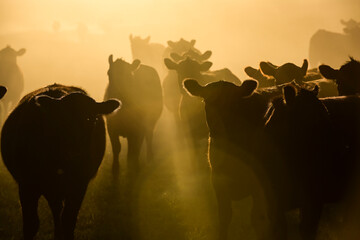 Cattle herd grazing in the field at sunset, in the Pampas plain, Patagonia, Argentina