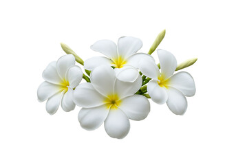 Close up of elegant white frangipani flowers with yellow centers Isolated on transparent background
