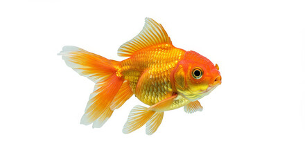 Orange goldfish isolated against white background