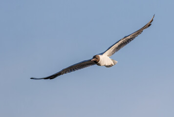 Black-headed gull, Chroicocephalus ridibundus. A bird flies over the river against the sky