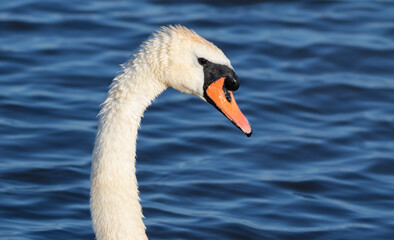 Mute swan, Cygnus olor. A close-up of a bird against the river