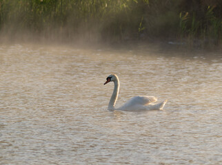 Mute swan, Cygnus olor. A bird floats down the river in the morning haze