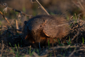 Armadillo in Pampas countryside environment, La Pampa Province, Argentina.