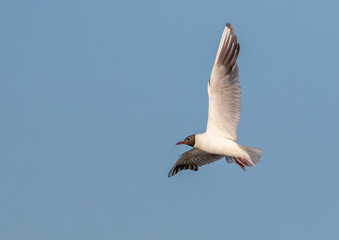 Black-headed gull, Chroicocephalus ridibundus. A bird flies over the river, against the blue sky