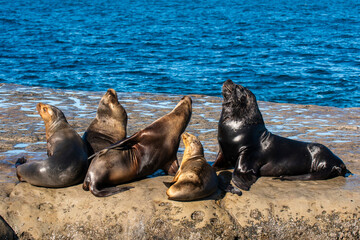 Naklejka premium South American Sea Lion , Peninsula Valdes ,Chubut,Patagonia, Argentina
