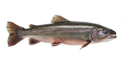 Fototapeta premium Whole trout profile isolated